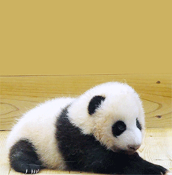 sleepy panda bear GIF
