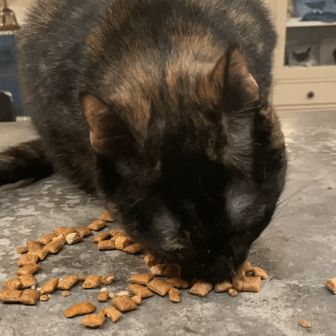 Cats Treats GIF by Brooklyn Cat Cafe