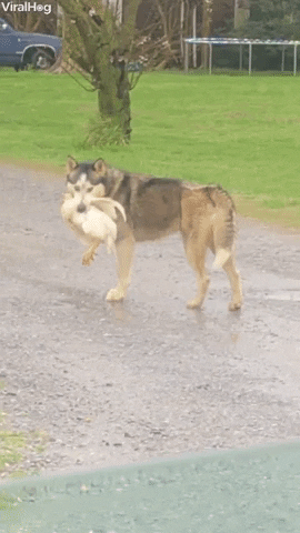 Video gif. Husky is caught holding a chicken gently in its jaws. It slowly puts the chicken down and the chicken walks away.