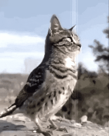 Cat Bird GIF