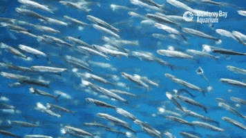 School Fish GIF by Monterey Bay Aquarium