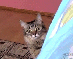 Shocked No Way GIF - Find & Share on GIPHY