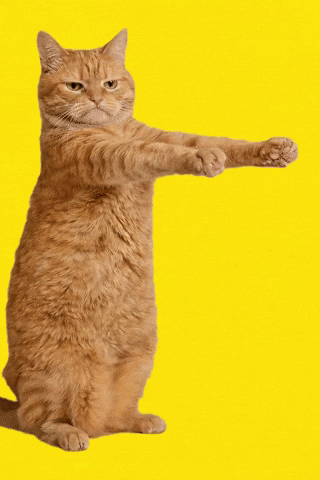 Disappointed Cat GIF