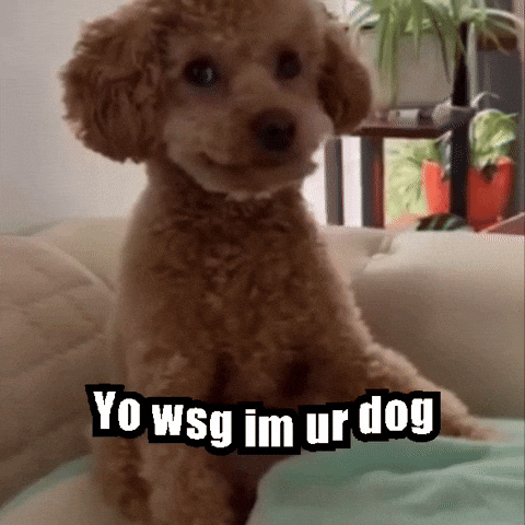 Dog GIF