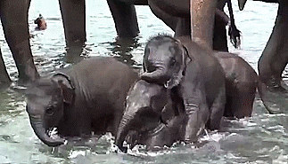baby elephant GIF