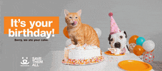 Save Them All Birthday Party GIF by Best Friends Animal Society