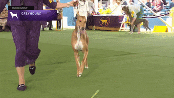 Dogs Greyhound GIF by Westminster Kennel Club