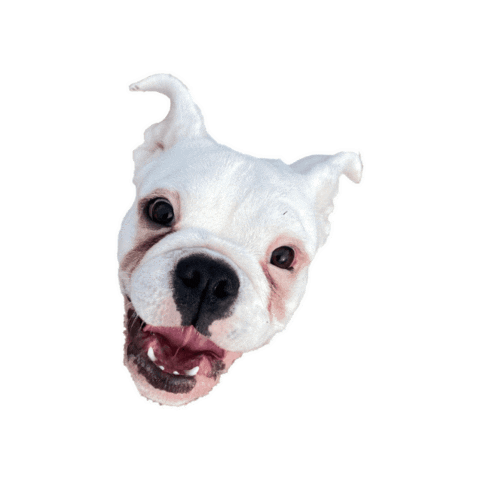 Five Points Pet Resort Sticker