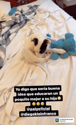 Mascotas GIF