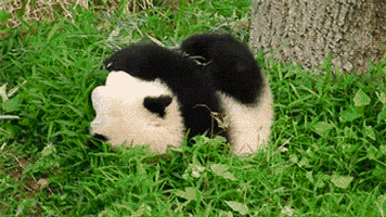 panda rolling GIF