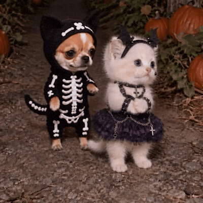 Halloween Kitten GIF