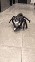 Halloween Spider GIF by Storyful