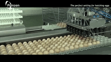 Egg Packer GIF