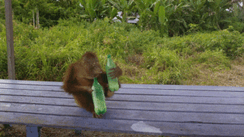 Monkey Drinking GIF