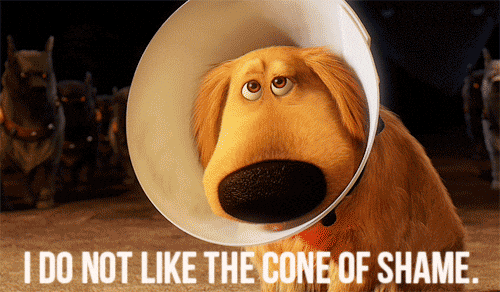 Dog-shame GIFs - Get the best GIF on GIPHY