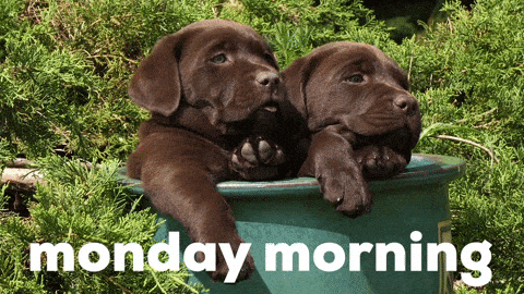 Monday Morning Dog Gif By Sealed With A GIF - Find & Share on GIPHY