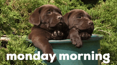 Monday Morning Dog Gif By Sealed With A GIF - Find & Share on GIPHY Monday Morning Dog Gif By Sealed With A GIF - Find & Share on GIPHY