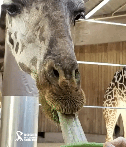 Hungry Foodie GIF by Roger Williams Park Zoo