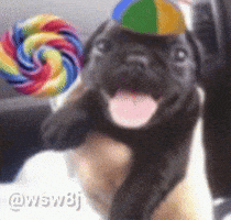Dog Candy GIF
