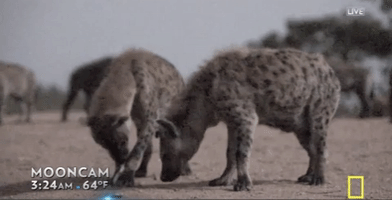 earth live GIF by National Geographic Channel