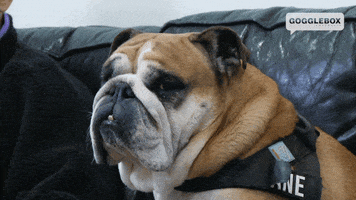 Disappointed Dog GIF by Gogglebox Australia