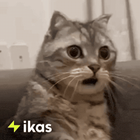 Cat Wow GIF by ikas