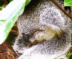 koala cami GIF