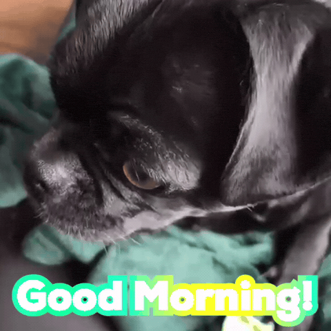 Good Morning Hello GIF