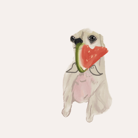 Watermelon Chihuahua GIF