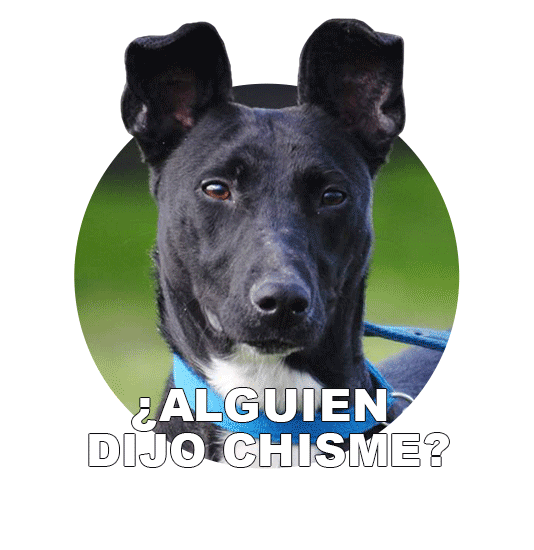 Adoptanocompres Camperito Sticker by El Campito Refugio