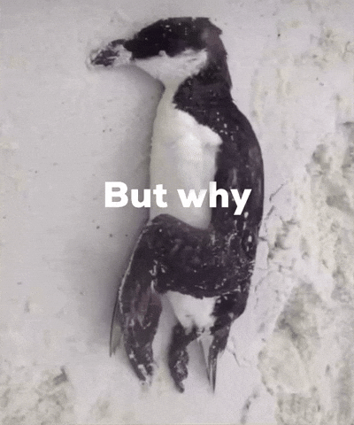 Penguin GIF