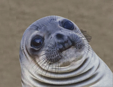 An awkward seal