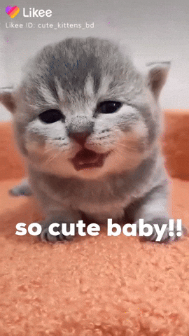 cute kittens cute cat gif
