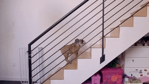 Youtube Dog GIF by SoulPancake - Find & Share on GIPHY