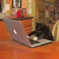 Cat Working GIF by Anne Horel