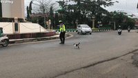 Police-cat GIFs - Get the best GIF on GIPHY