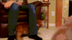 animals being jerks