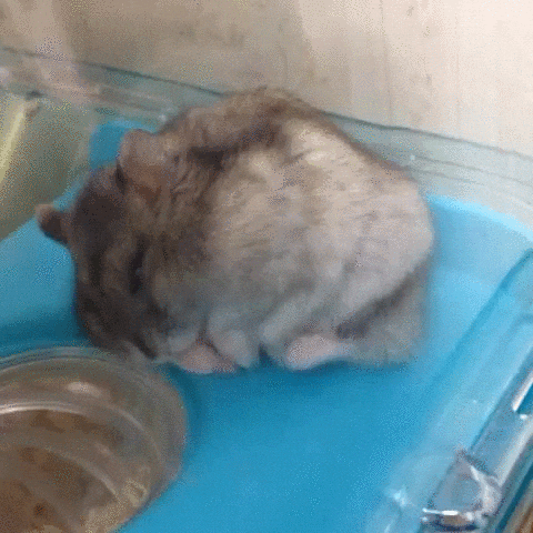 sleeping better hamster