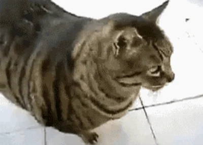 Big Cat Lol GIF