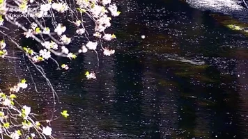 japan river GIF