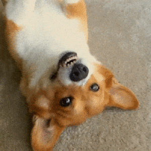 corgi
