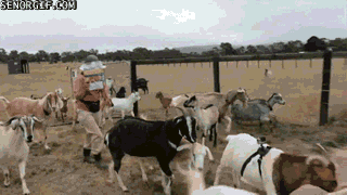goat stampede