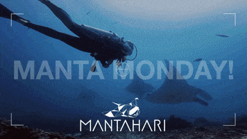 Labuan Bajo Komodo GIF by Mantahari Ocean Care