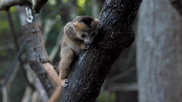 Hungry Food GIF by ZooATL