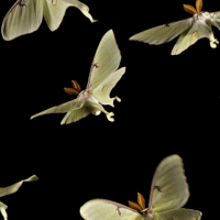 Luna Moths GIF