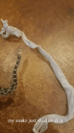snake skin GIF