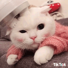 cat love GIF by TikTok