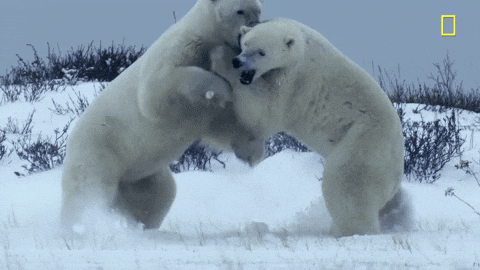 polar bear attack gif