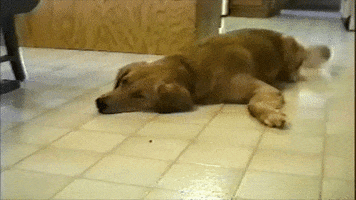 dog fail GIF by America's Funniest Home Videos