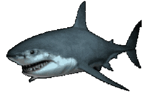 Shark Week Lol Sticker by haydiroket